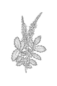 01 Agrimony