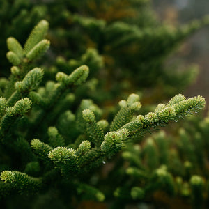 Balsam Fir