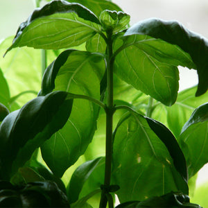 Basil, Exotic