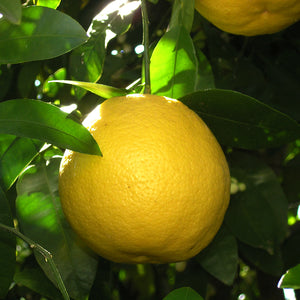 Bergamot