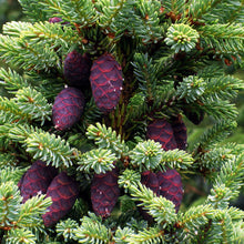 Load image into Gallery viewer, Black Spruce
