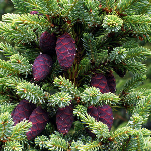 Black Spruce