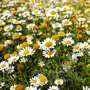 Roman Chamomile