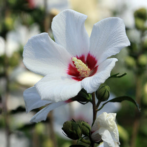 Cistus (Labdanum)