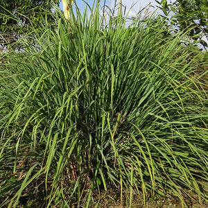 Citronella