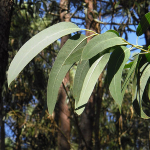 Eucalyptus Radiata