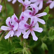 Load image into Gallery viewer, Geranium Egyptian
