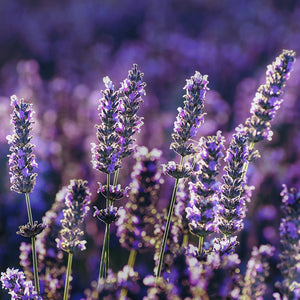 Lavender Spike