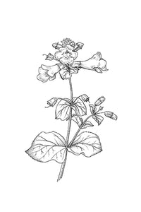 20. Mimulus