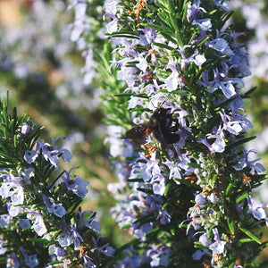 Rosemary Camphor CT1