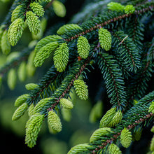 Load image into Gallery viewer, Spruce (Canadian Hemlock)
