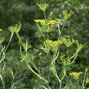 Fennel Sweet