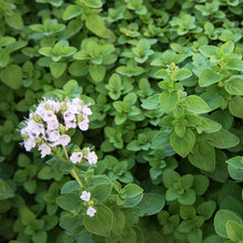 Load image into Gallery viewer, Sweet Marjoram
