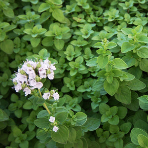 Sweet Marjoram