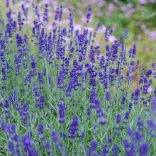 Load image into Gallery viewer, Lavender, True
