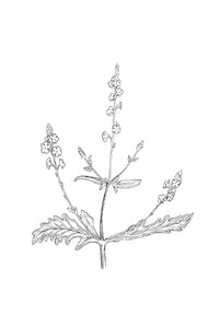 31. Vervain