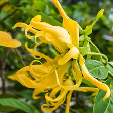 Load image into Gallery viewer, Ylang Ylang
