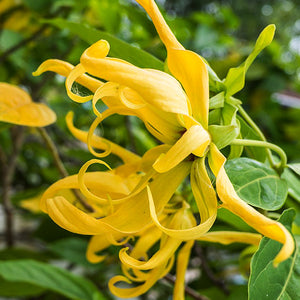 Ylang Ylang